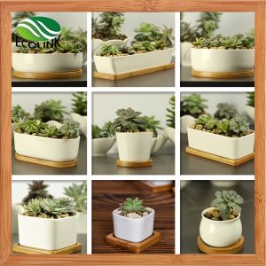 A la mòd Décoratifs blan en Succulent Plant chodyè W/ banbou vide abare